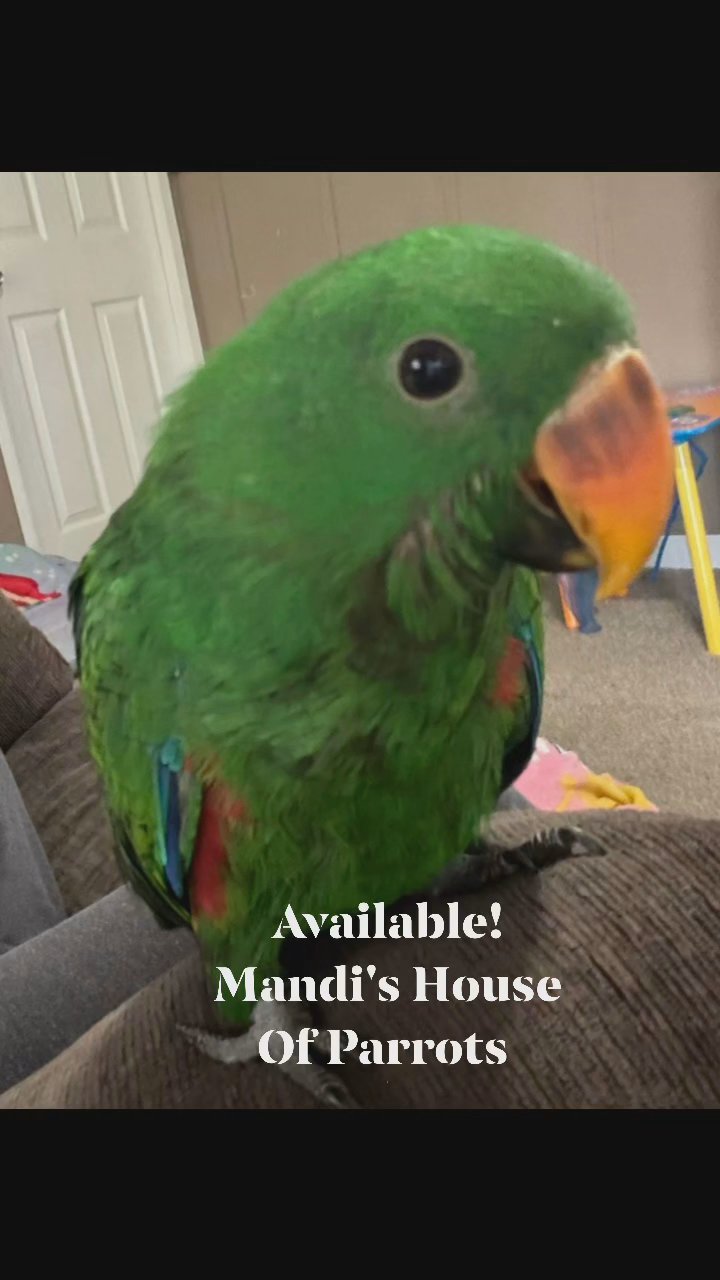 eclectus parrot in Mobile, Alabama