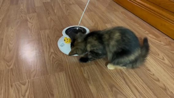 Sylvester-Male Tortoiseshell Long Hair in Searcy, Arkansas