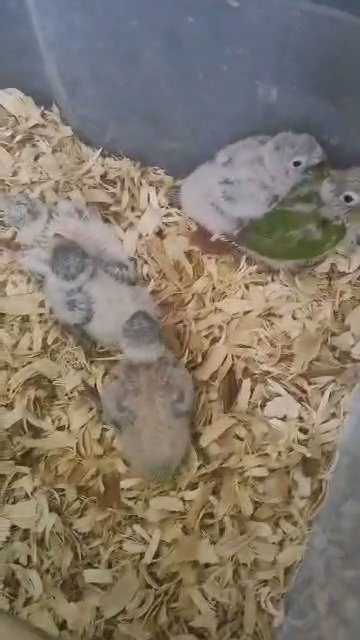 2 green cheek conure babies in Mobile, Alabama