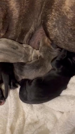 Adorable Cane Corse Puppies in Spring Lake, North Carolina