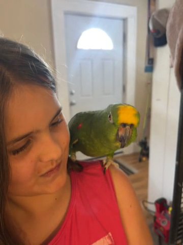 Yellow Crowned Amazon in Canton, Ohio