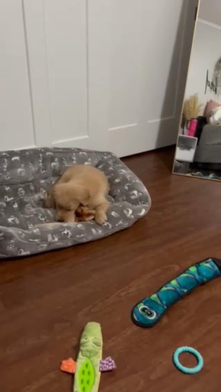 Golden Retriever in Chicago, Illinois