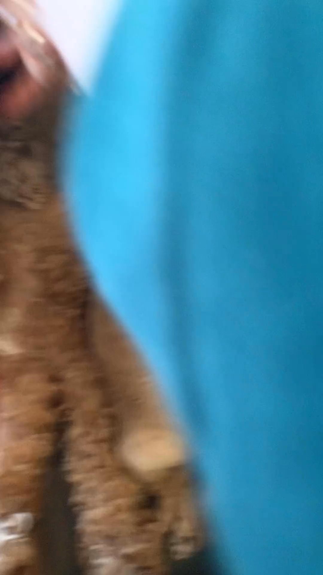 Goldendoodle puppies ready for new homes in Douglas, Illinois