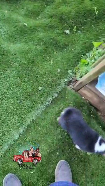 Pembroke Welsh Corgi's in Asheville, North Carolina