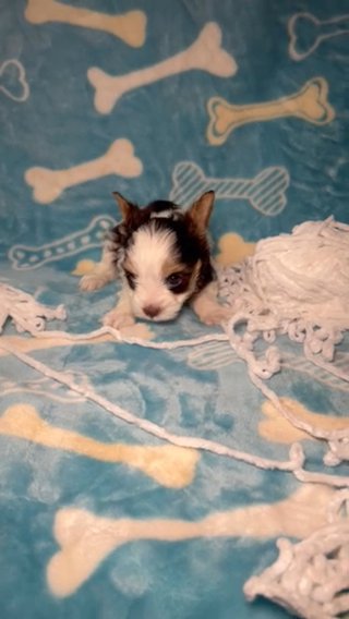 Teacup Chocolate Parti Male Yorkie in Las Vegas, Nevada