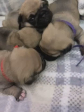 Pugs For Sale !!! in Chicago, Illinois