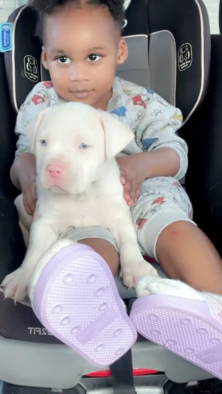 American bully (sold) in Slidell, Louisiana