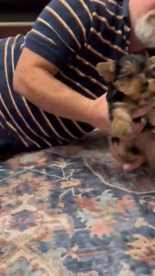 Sold Traditional yorkie in Hammond, Louisiana