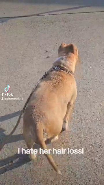 xl American Bullies in Slidell, Louisiana