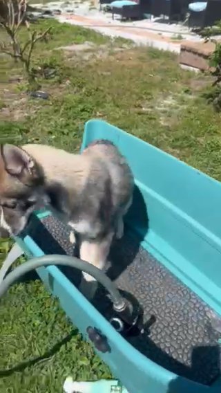 Puppies For Rehoming in Zephyrhills, Florida