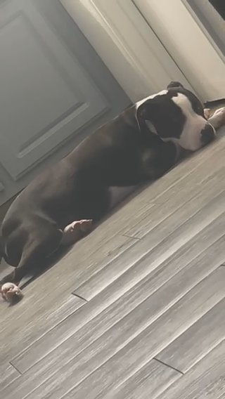 Xl Bully in Houston, Texas