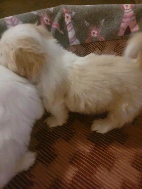 Diki, female Lhasa Apso in Victorville, California