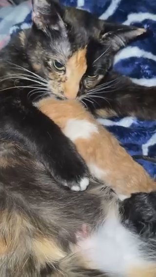 Mama Cat in Dallas, Texas