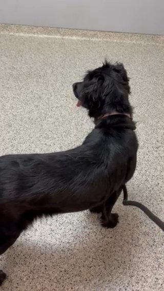 Unknown Breed in St. Louis, Missouri