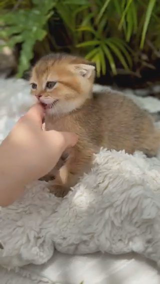 Cute Scottish Fold Girl in Orlando, Florida