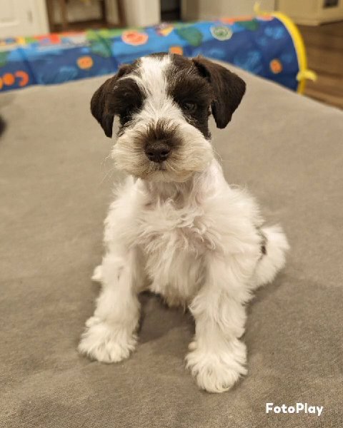 Snoopy AKC mini schnauzer in Cambridge, Maryland