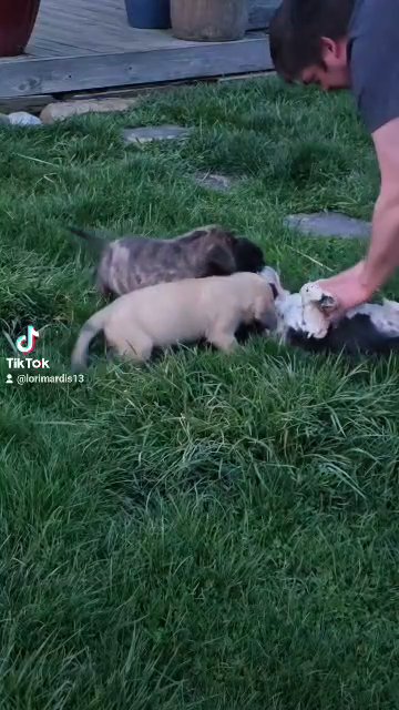 playful puppies! Sold in Zanesville, Ohio