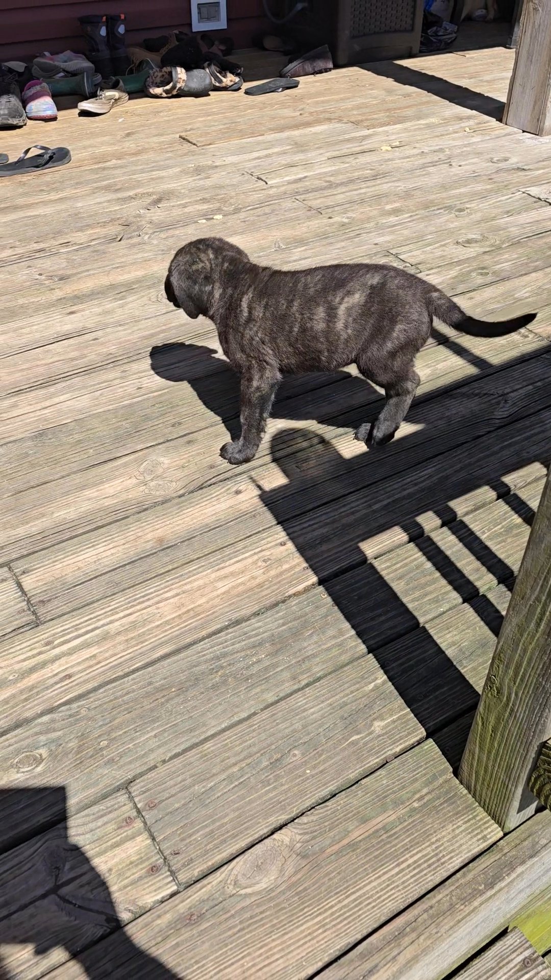 Beautiful English Mastiff Sold in Zanesville, Ohio