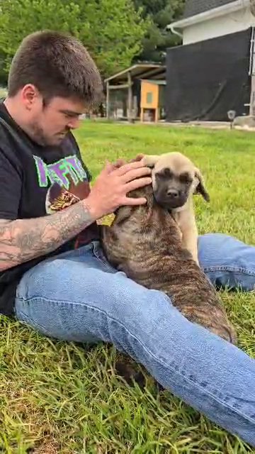 beautiful English Mastiff Sold in Zanesville, Ohio