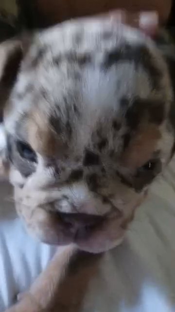 chocolate tri lilac merle in Redlands, California