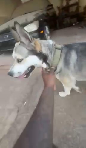 Husky/Pit Girl in Lawrenceville, Georgia