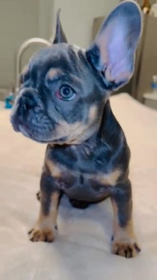 Frenchie in Orlando, Florida
