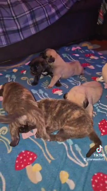 AKC English Mastiff Sold in Zanesville, Ohio