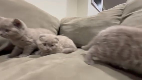 Scottish Fold Purebred in Vineland, New Jersey