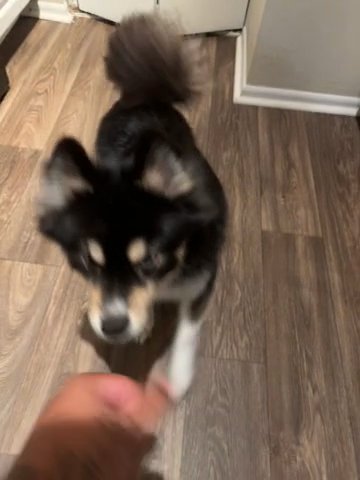Pomsky in Jacksonville, Florida