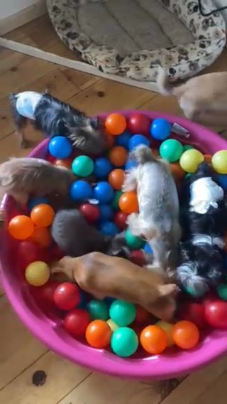 This Week Special 2 Chorkie Males in Archdale, North Carolina