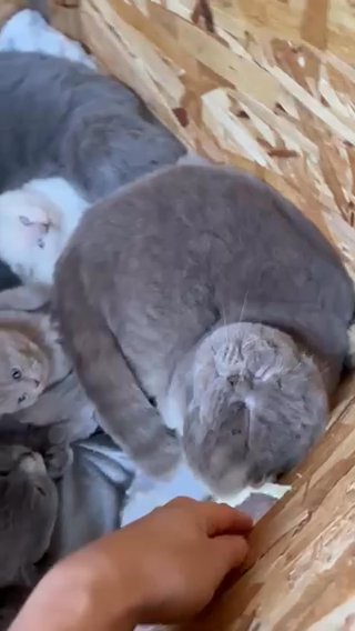 Scottish Fold Purebred Parents in Vineland, New Jersey