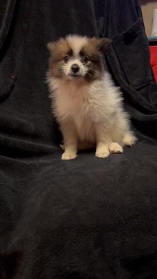 Female Pomeranian in Cambridge, Maryland