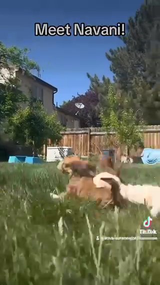 SOLD! — Navani - Golden Female With White Markings in Spanish Fork, Utah