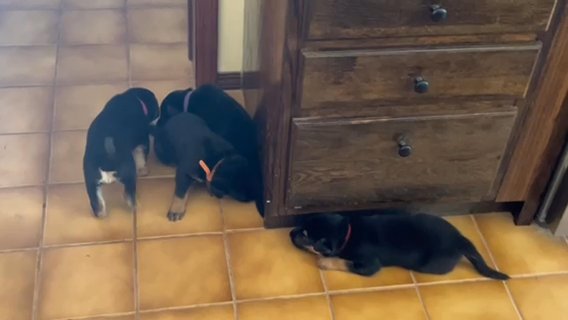 German Shepherd Puppies in Phoenix, Arizona