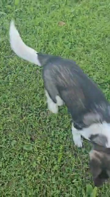 akita in Rochester, New York