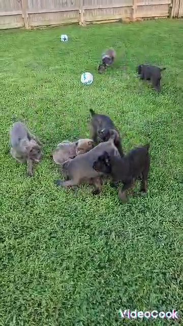 cane corso akc in Humble, Texas