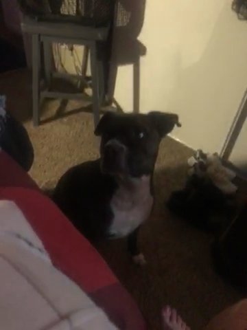 Pitbull Terrier 3 Year Old Needs A Better Home in Denver, Colorado