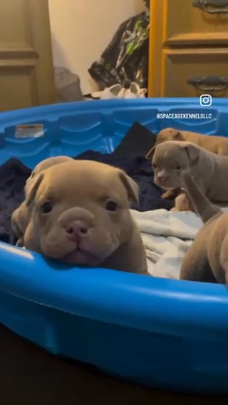 Drizzy Pups Available in Hollywood, Florida