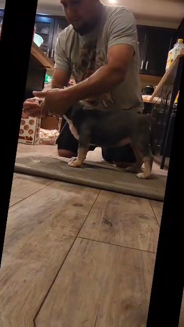 Blue Tri American Bully Female (Pink Collar) in Middleburg, Florida