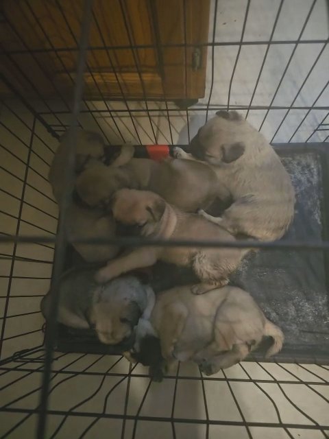 puppies in Austin, Texas