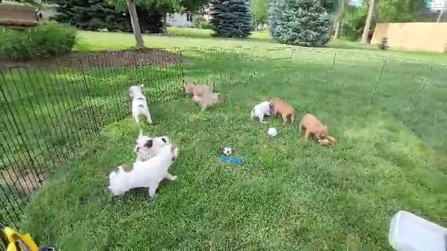 French Bulldog Puppies in Fort Wayne, Indiana