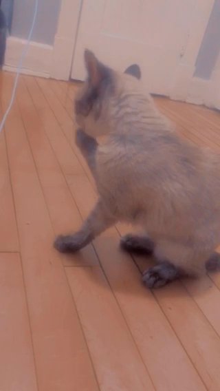 Babycat in Milwaukee, Wisconsin