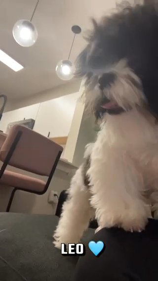 Shih Tzu - 9 months - Male - Rehoming in Riverview, Florida