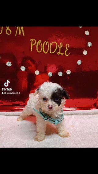 Mini Poodle Male in Tampa, Florida