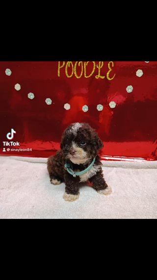 Miniature Poodle Male in Tampa, Florida