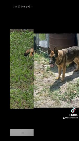German Shepherd   Female in Tampa, Florida