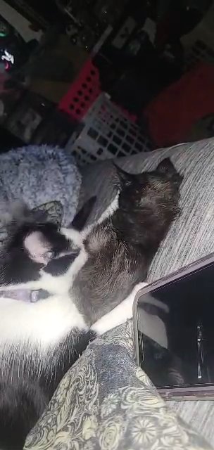 Mavis and midnight in Fort Collins, Colorado