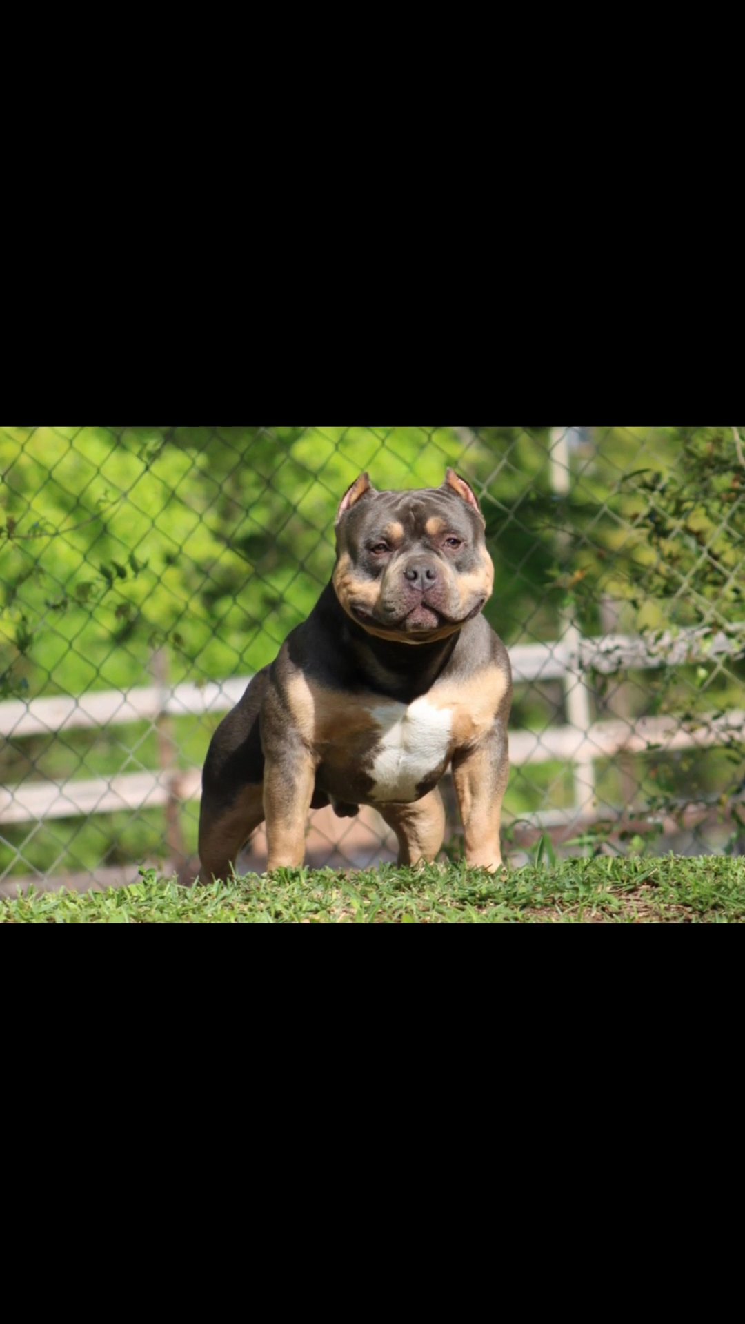 Blue Fawn Female (Purple Collar) in Middleburg, Florida