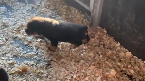Rottweiler puppies in Tucson, Arizona