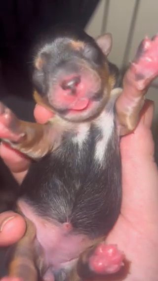 Yorkie Puppies in Cleveland, Ohio